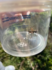 Allonemobius fasciatus