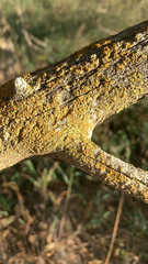 Teloschistaceae