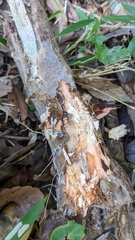 Radulomyces confluens