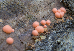 Lycogala epidendrum