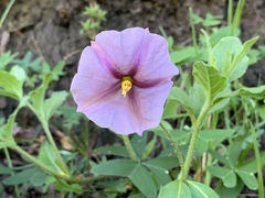 Lycianthes moziniana
