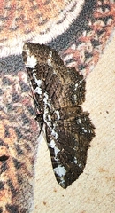 Lepidoptera