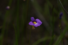 Utricularia petertaylorii