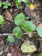 Rubus hispidus