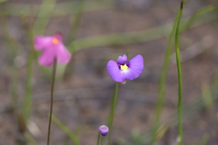 Utricularia petertaylorii