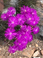 Lampranthus affinis