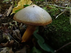 Chroogomphus mediterraneus