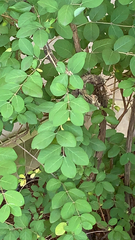 Lonicera fragrantissima