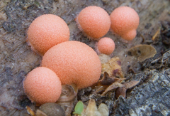 Lycogala epidendrum