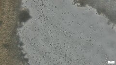 Radulomyces confluens