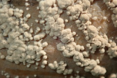 Monilinia