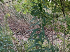 Vernonia fasciculata