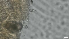 Radulomyces confluens