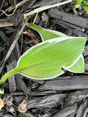 Hosta sieboldii