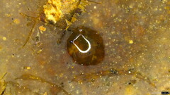 Radulomyces confluens