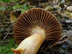 Chroogomphus mediterraneus