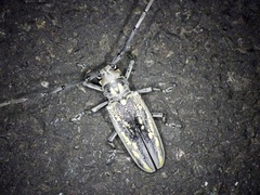 Batocera lineolata