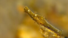 Radulomyces confluens