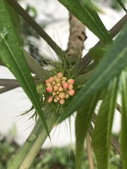 Jatropha multifida