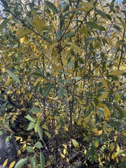 Salix scouleriana