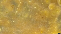 Radulomyces confluens