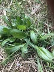 Tripolium pannonicum