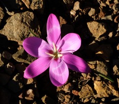 Hesperantha humilis