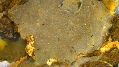 Radulomyces confluens