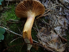 Chroogomphus mediterraneus