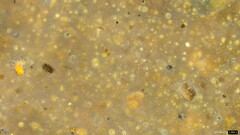 Radulomyces confluens