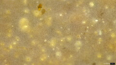 Radulomyces confluens