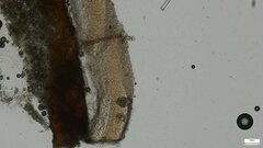 Radulomyces confluens