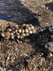 Coprinopsis atramentaria