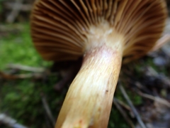 Chroogomphus mediterraneus