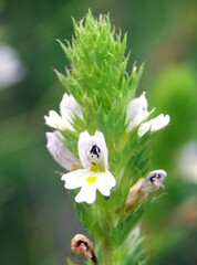 Euphrasia pectinata