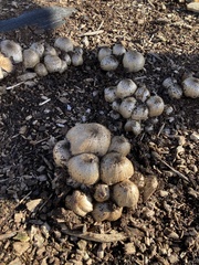 Coprinopsis atramentaria