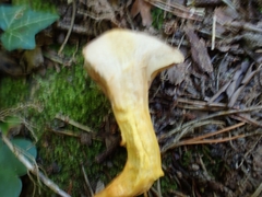 Chroogomphus mediterraneus