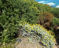 Helichrysum dasyanthum