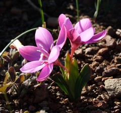 Hesperantha humilis