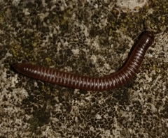 Cylindroiulus caeruleocinctus