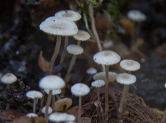 Collybia