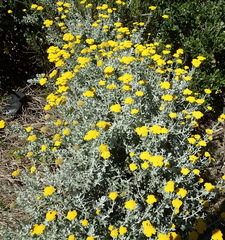 Helichrysum dasyanthum
