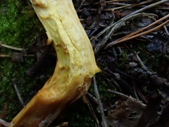 Chroogomphus mediterraneus