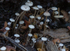 Collybia