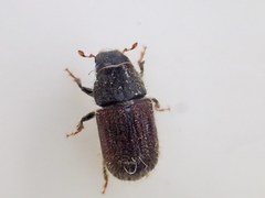 Dendroctonus rufipennis