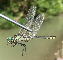 Gomphus schneiderii