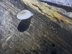 Mycena chlorophos