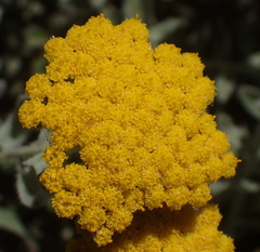 Helichrysum dasyanthum