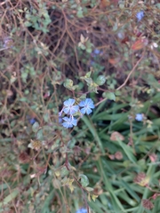 Ceratostigma plumbaginoides