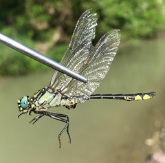Gomphus schneiderii